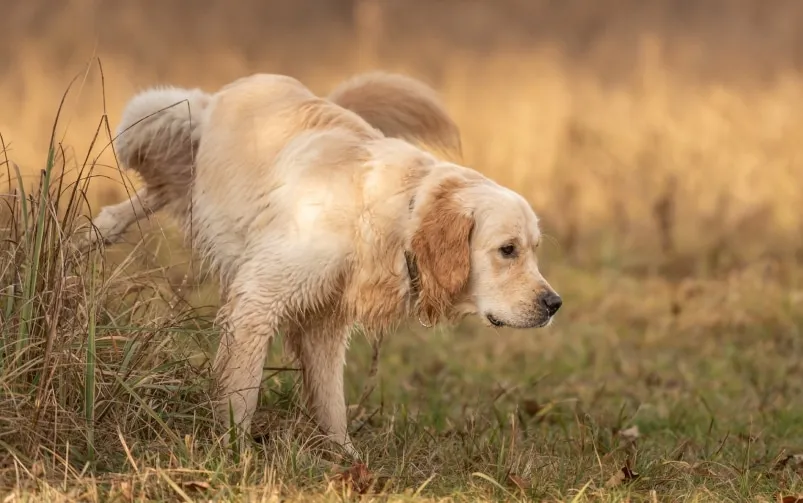 pies z problemami z pęcherzem objawy