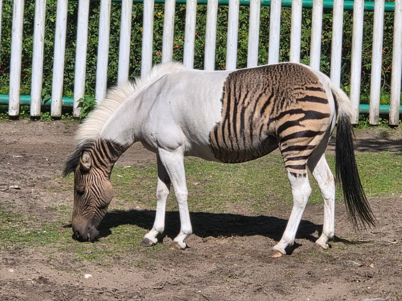 Safaripark Stukenbrock Safari Drive-Thru mit Tieren
