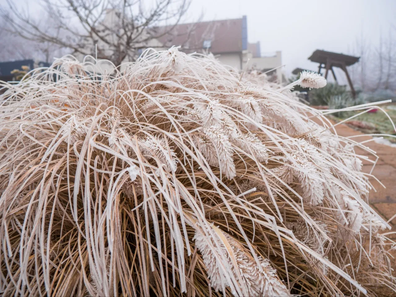 Rodzaje traw ozdobnych cięcie