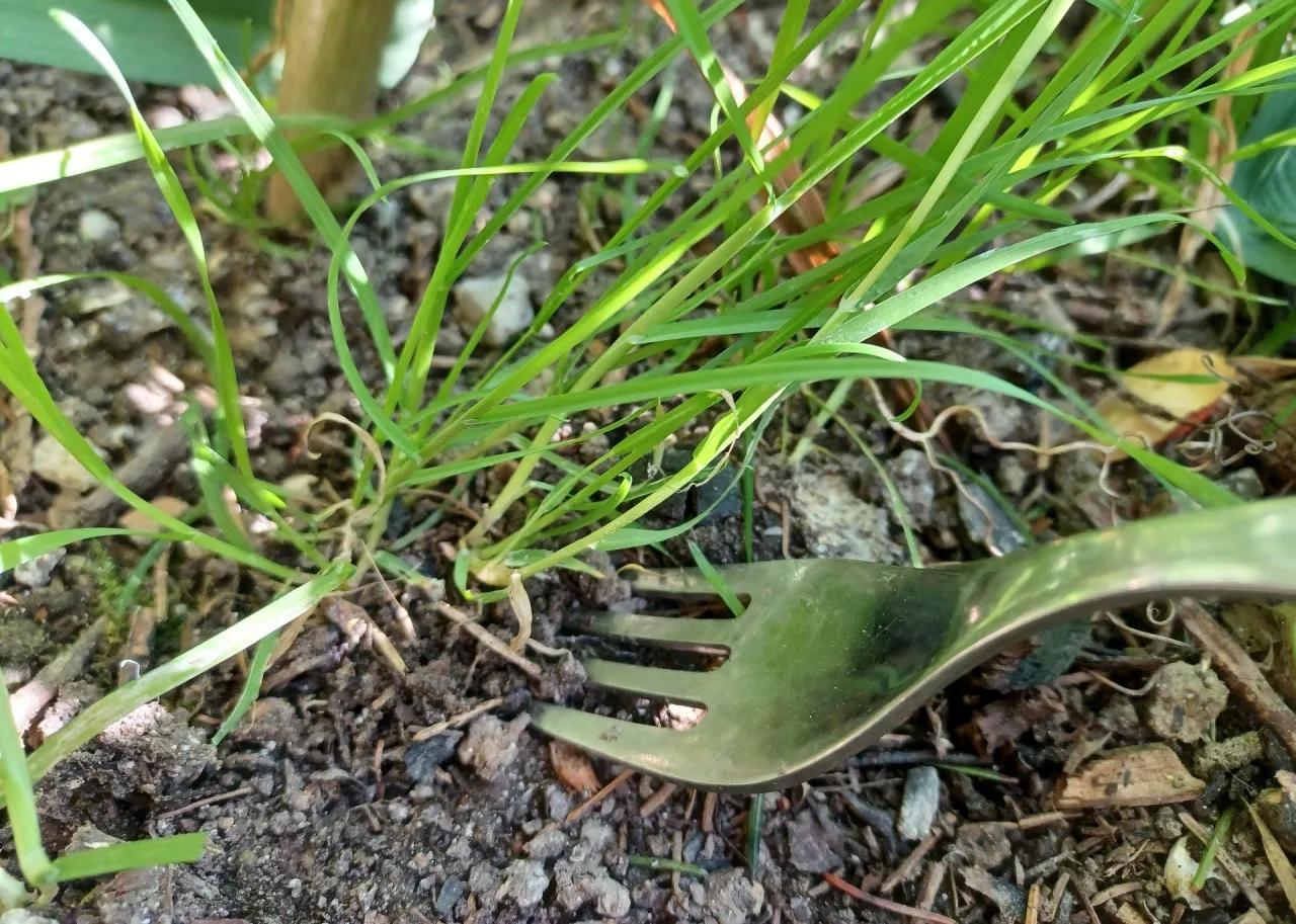 narzędzia do usuwania chwastów z trawnika, widełki do perzu