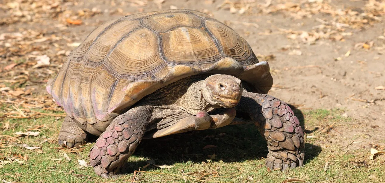 terrarium dla żółwia stepowego