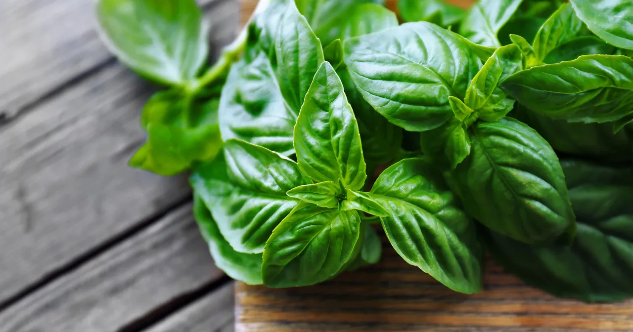Świeża bazylia na drewnianym tle. Zastanawiasz się, czy bazylię mrozić czy suszyć, by zachować jej aromat?