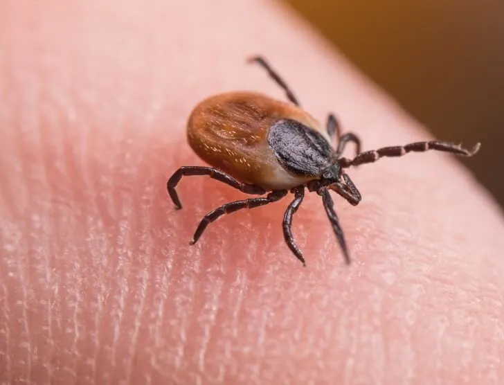 Zdjęcie Objawy kleszczowego zapalenia opon mózgowych - nie przegap ich!