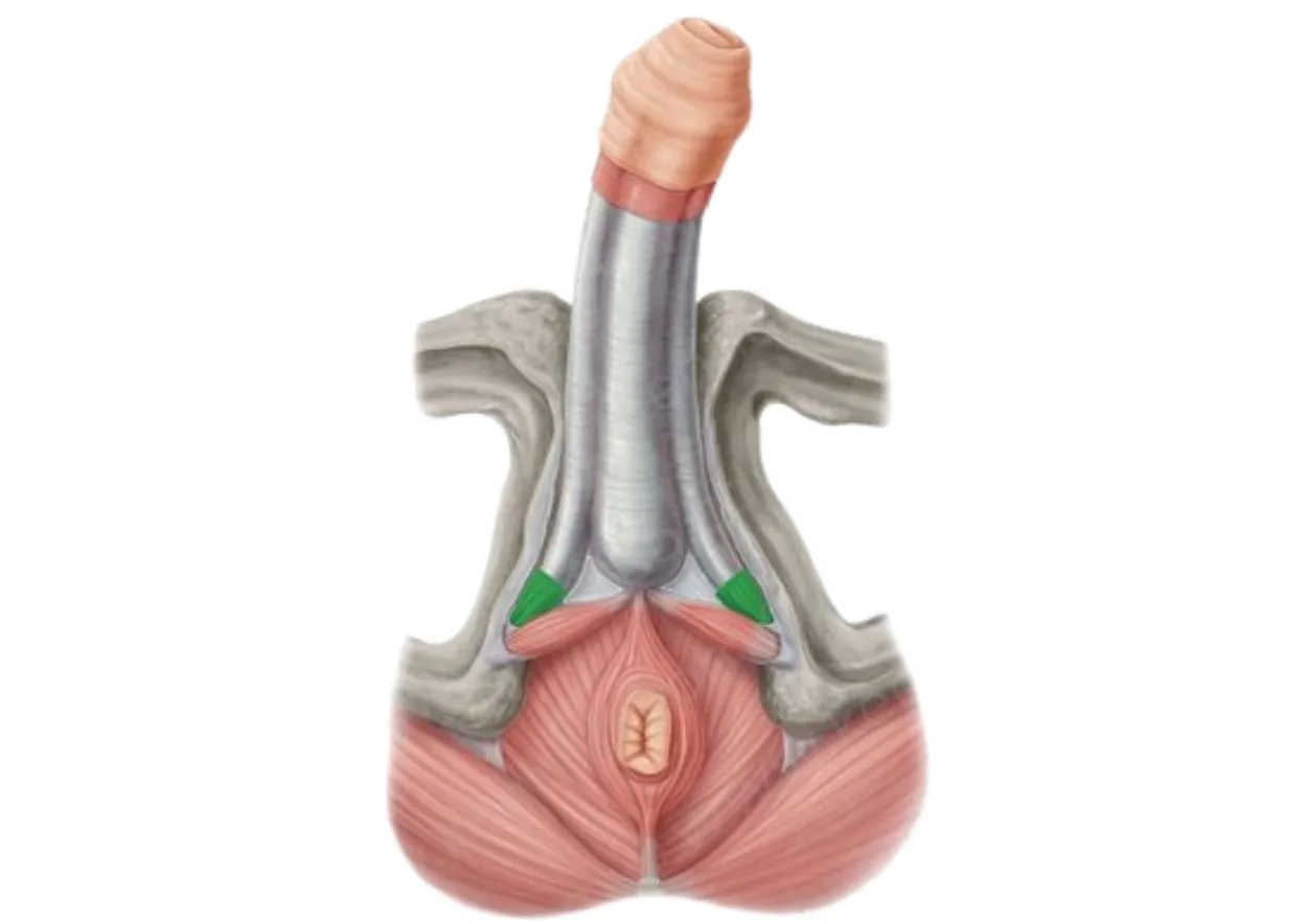 Anatomia męskich mięśni dna miednicy