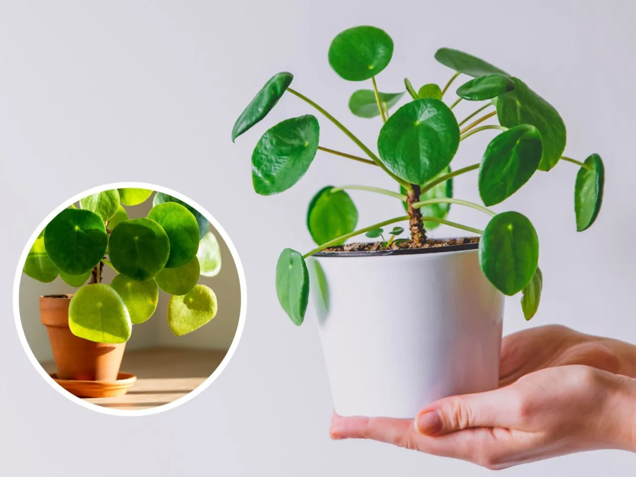 Pilea peperomioides problemy wygląd ż&oacute;łte liście