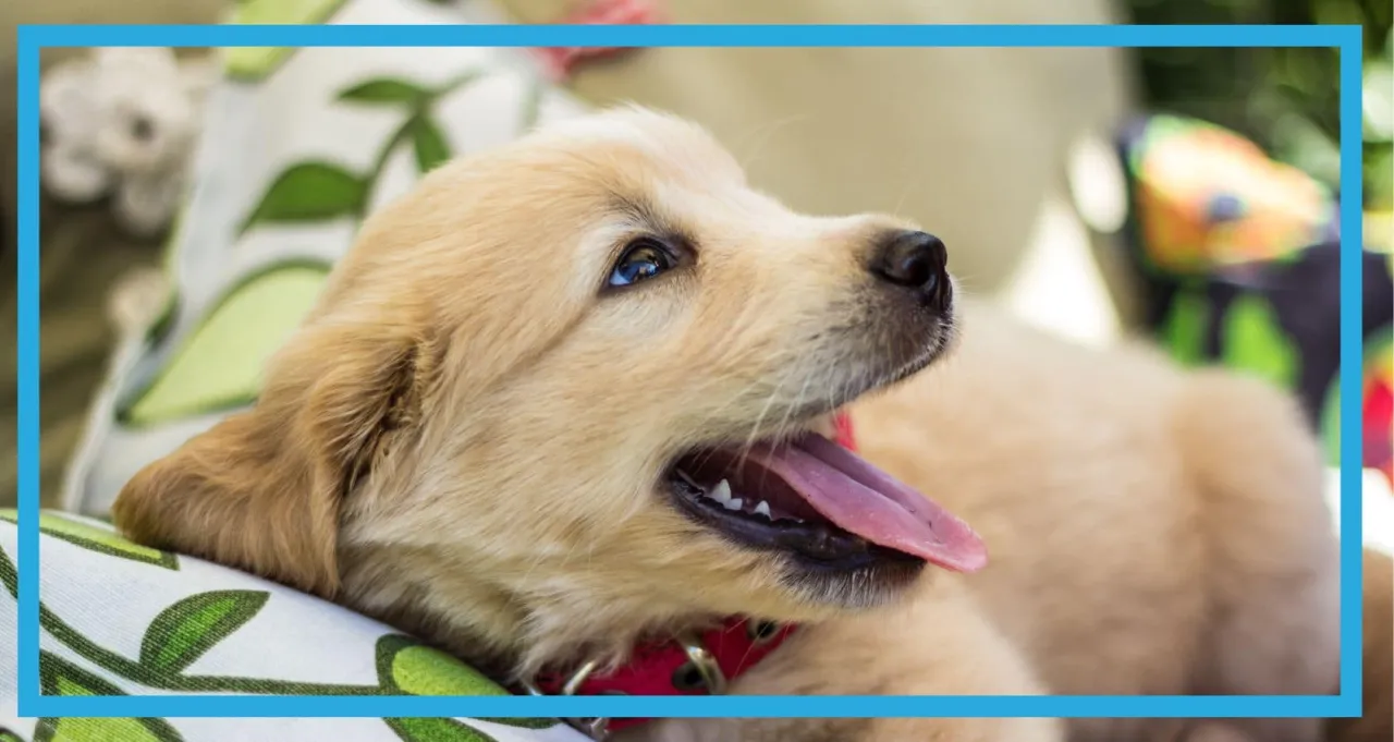 szczeniak nagradzany za załatwienie się na dworze