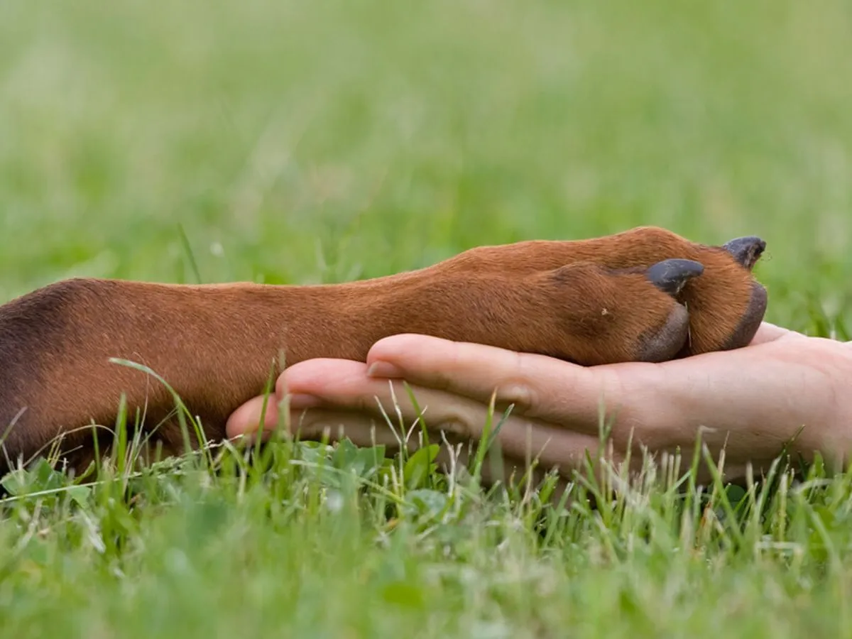 polskie przepisy prawne zwierzęta
