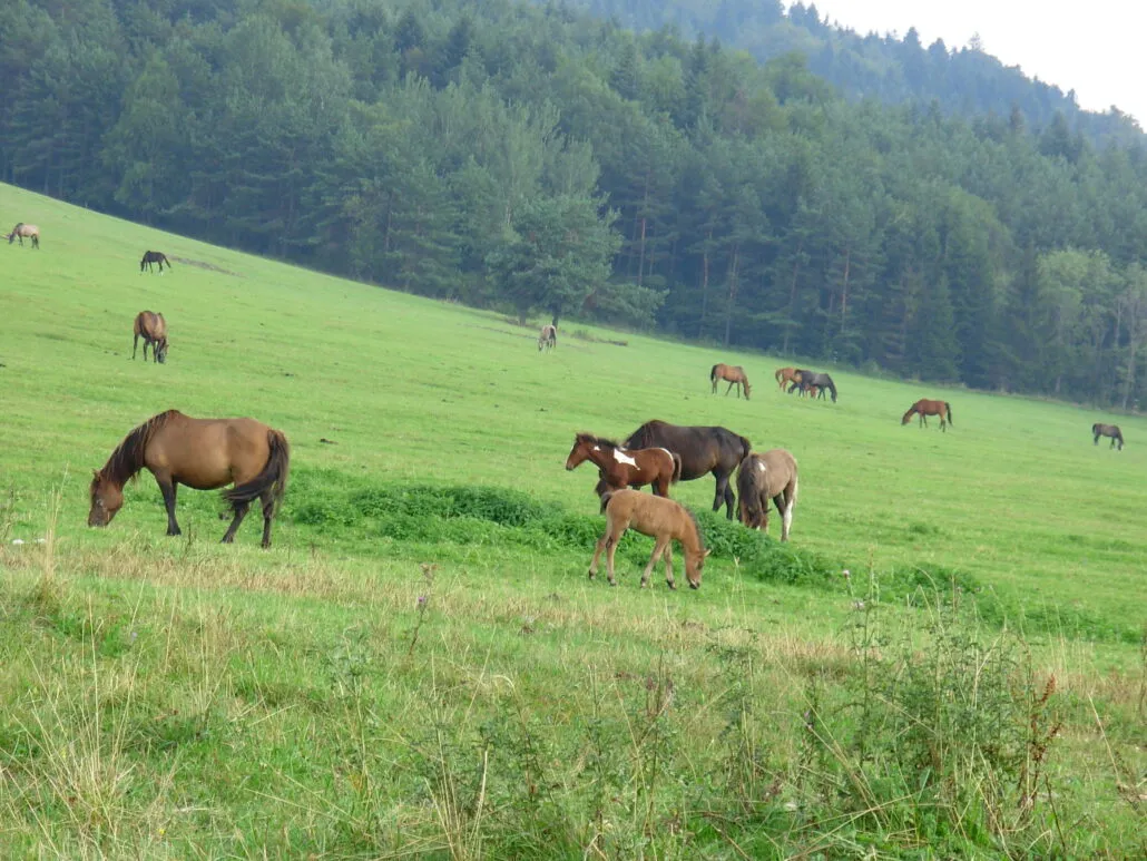 jak wybrać stadninę koni porady
