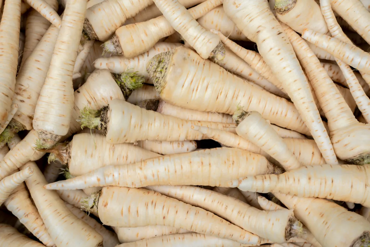Stos świeżych, białych korzeni pietruszki, gotowych do dodania smaku do zupy lub pieczeni.