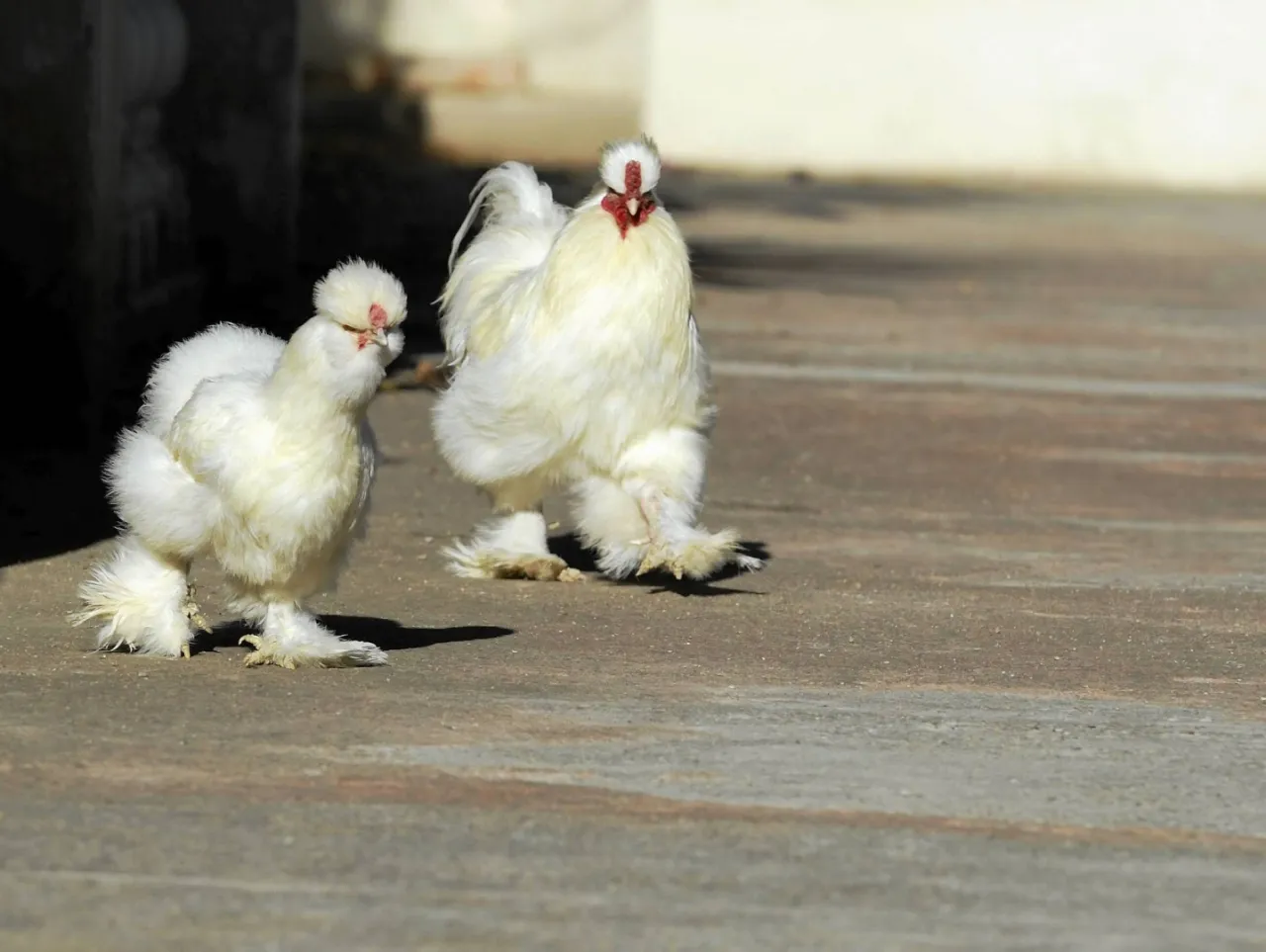 Dwie puszyste kury ozdobne rasy jedwabniczej spacerują po kamiennym podwórku. Ich białe pióra wyglądają jak puch.