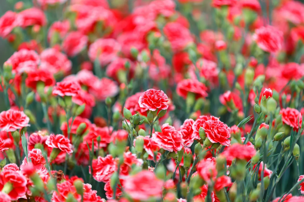 sadzenie goździk&oacute;w ogrodowych