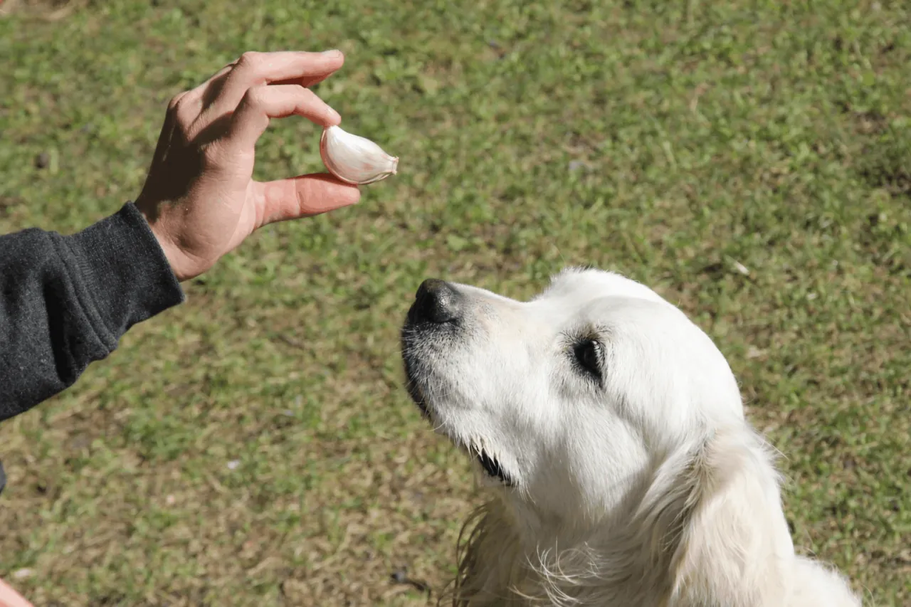 pies i czosnek kontrowersje