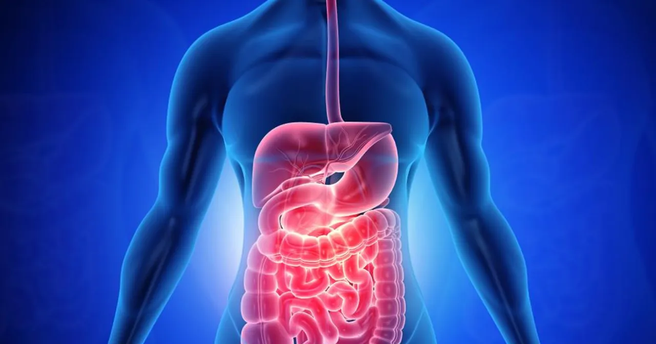 Anatomia jamy brzusznej narządy wewnętrzne