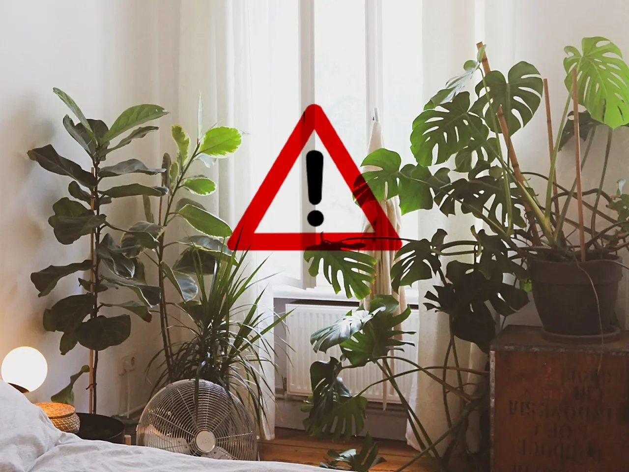 Kwiaty o intensywnym zapachu, lilie w sypialni, jaśmin w sypialni