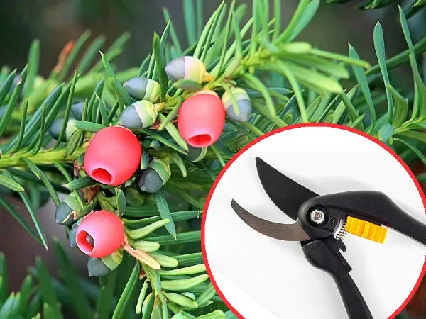 cięcie odmładzające cis