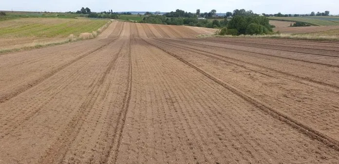 kalendarz siewu cebuli w Polsce