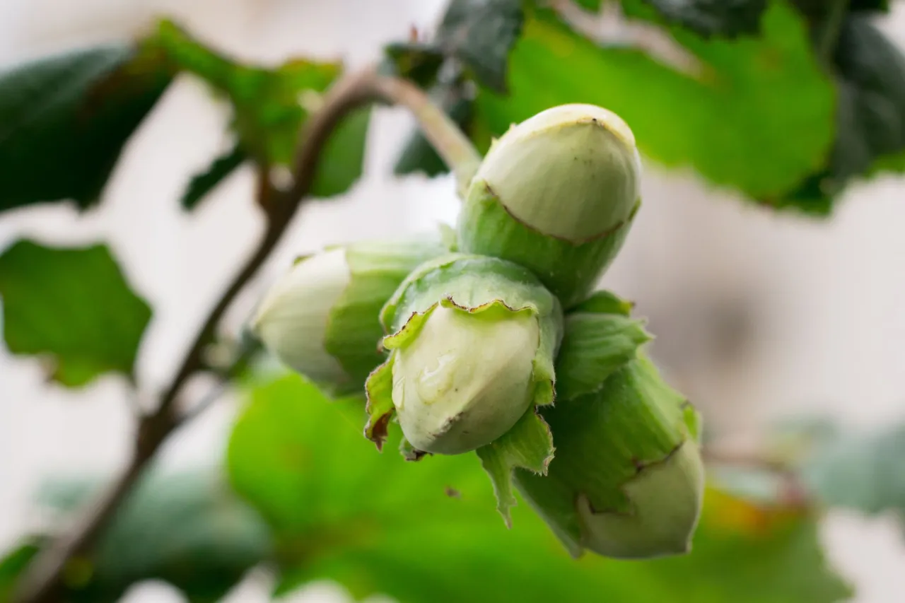 Młode orzechy laskowe, zielone i okryte liśćmi, zapowiadają, jak kwitnie leszczyna.