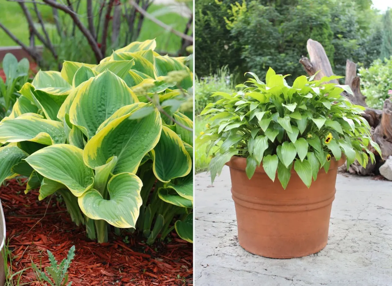 funkia korzenie gleba