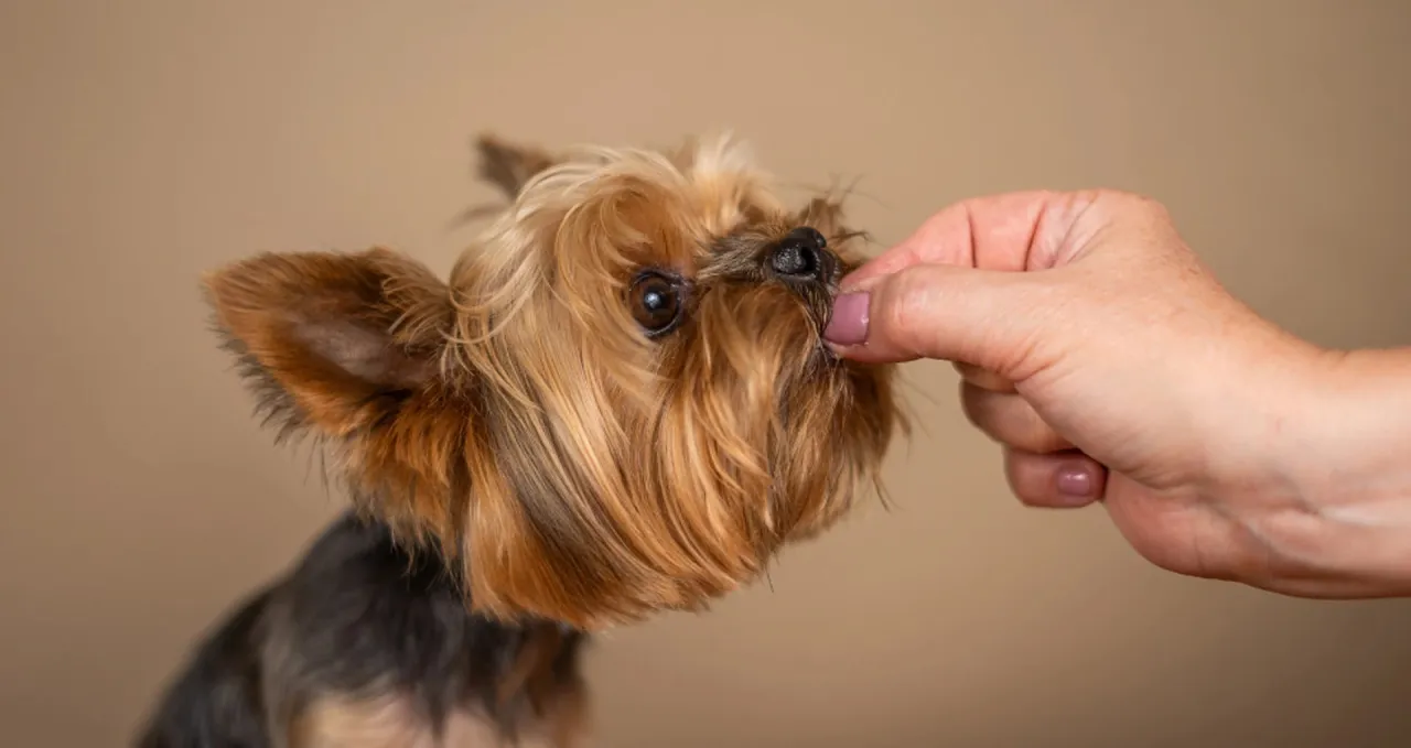 Mały yorkshire terrier dostaje smakołyk z ręki. Czy pies może jeść orzeszki ziemne? To pytanie nurtuje wielu właścicieli.