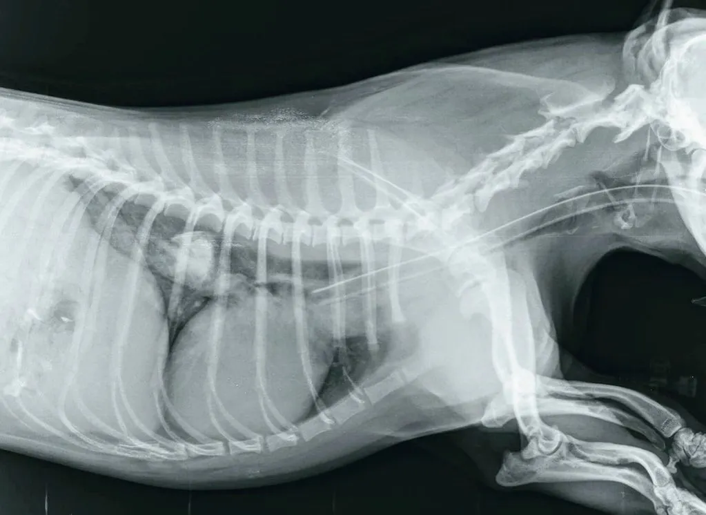zdjęcie rentgenowskie psa z kością w jelitach