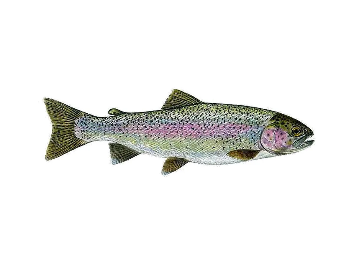 Pstrąg tęczowy i pstrąg potokowy porównanie