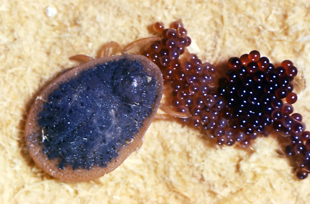 jaja kleszcza wygląd