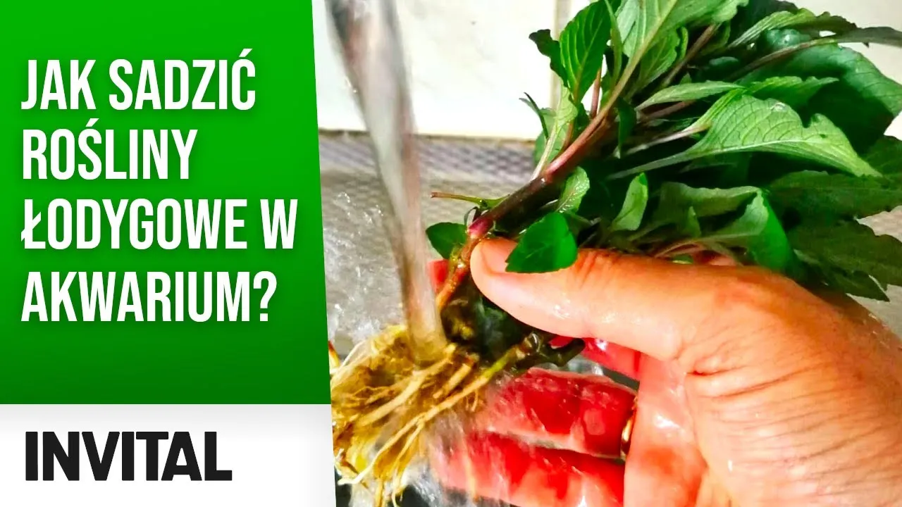 Zdjęcie Jak sadzić roślinki w akwarium - unikaj najczęstszych błędów