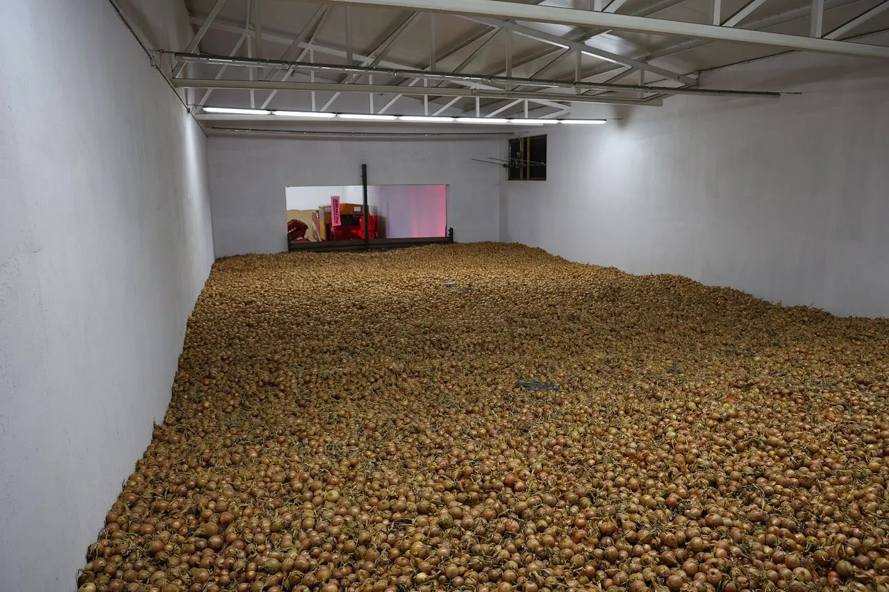 Ogromna hala magazynowa wypełniona po brzegi cebulami. To idealne miejsce do przechowywania cebuli, zapewniające jej świeżość.