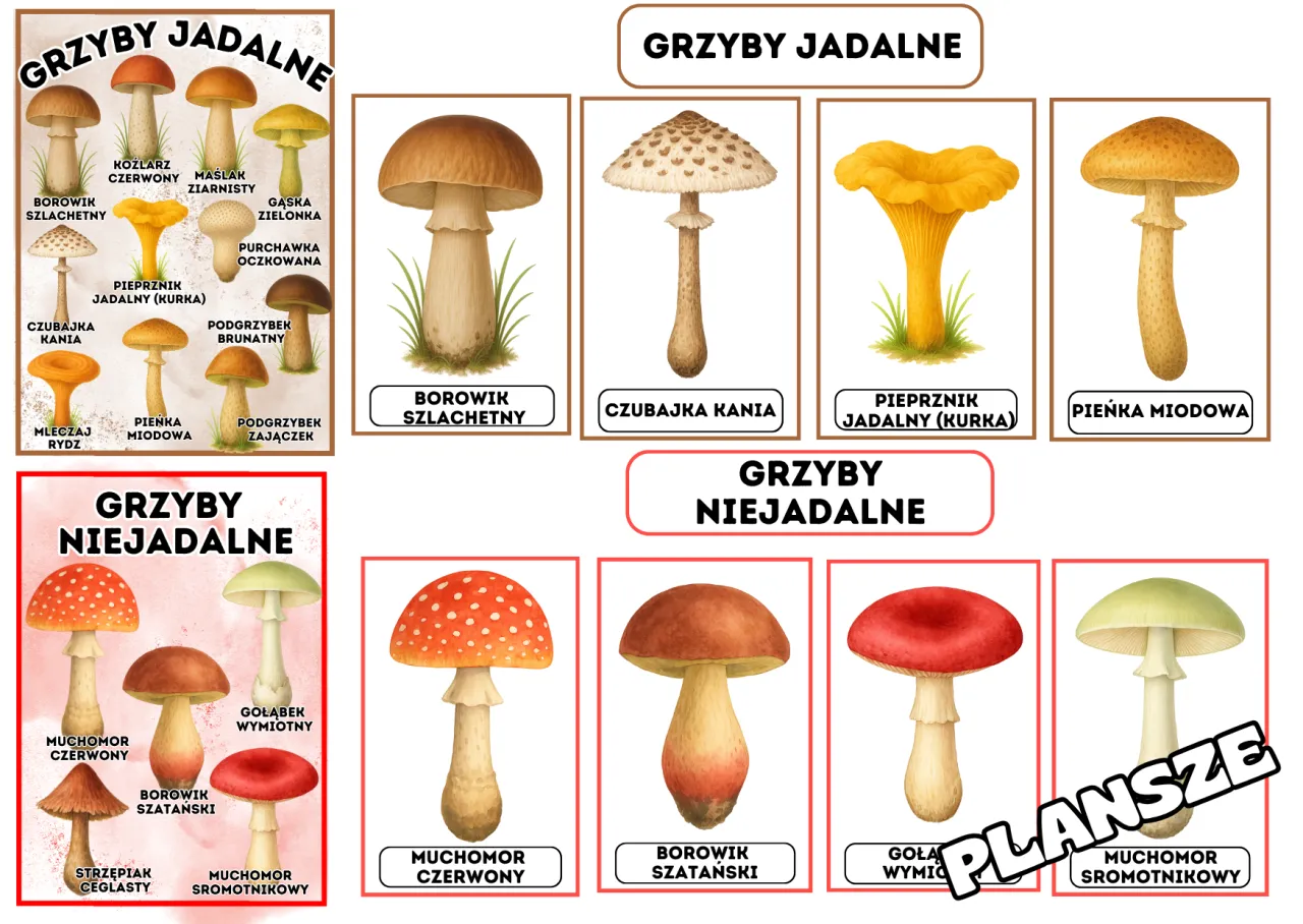 Ilustracja przedstawia jadalne grzyby z blaszkami, takie jak pieprznik jadalny (kurka) i pienka miodowa, obok grzyb&oacute;w niejadalnych.