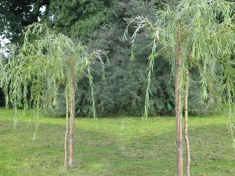 r&oacute;żne odmiany wierzby płaczącej