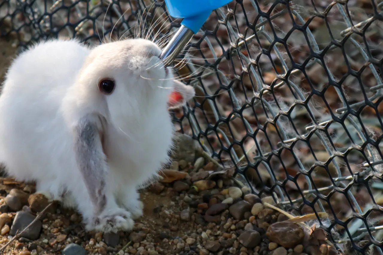 Przykłady smoczk&oacute;w do poidła dla kr&oacute;lik&oacute;w