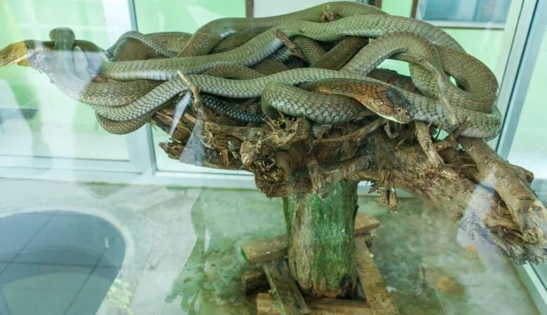 Idealne terrarium dla węża z kryjówkami i miską wody