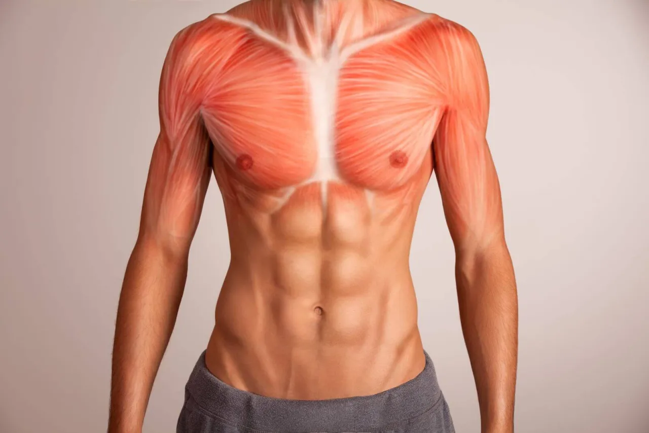Anatomie Brustmuskulatur Pectoralis Major