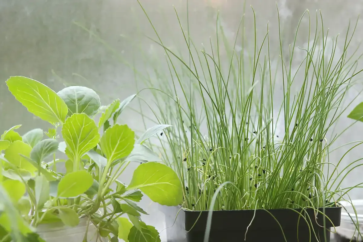Młode sadzonki kapusty i szczypiorku, gotowe do dalszej uprawy. Siew pora w doniczkach.