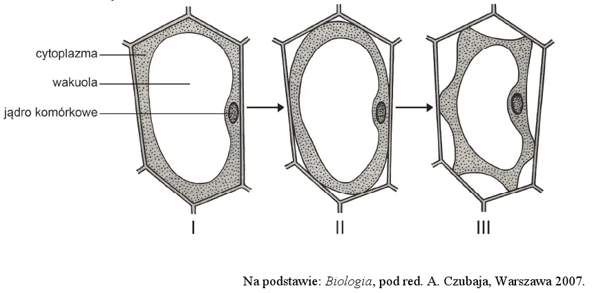 kom&oacute;rka w roztworze izotonicznym hipotonicznym hipertonicznym