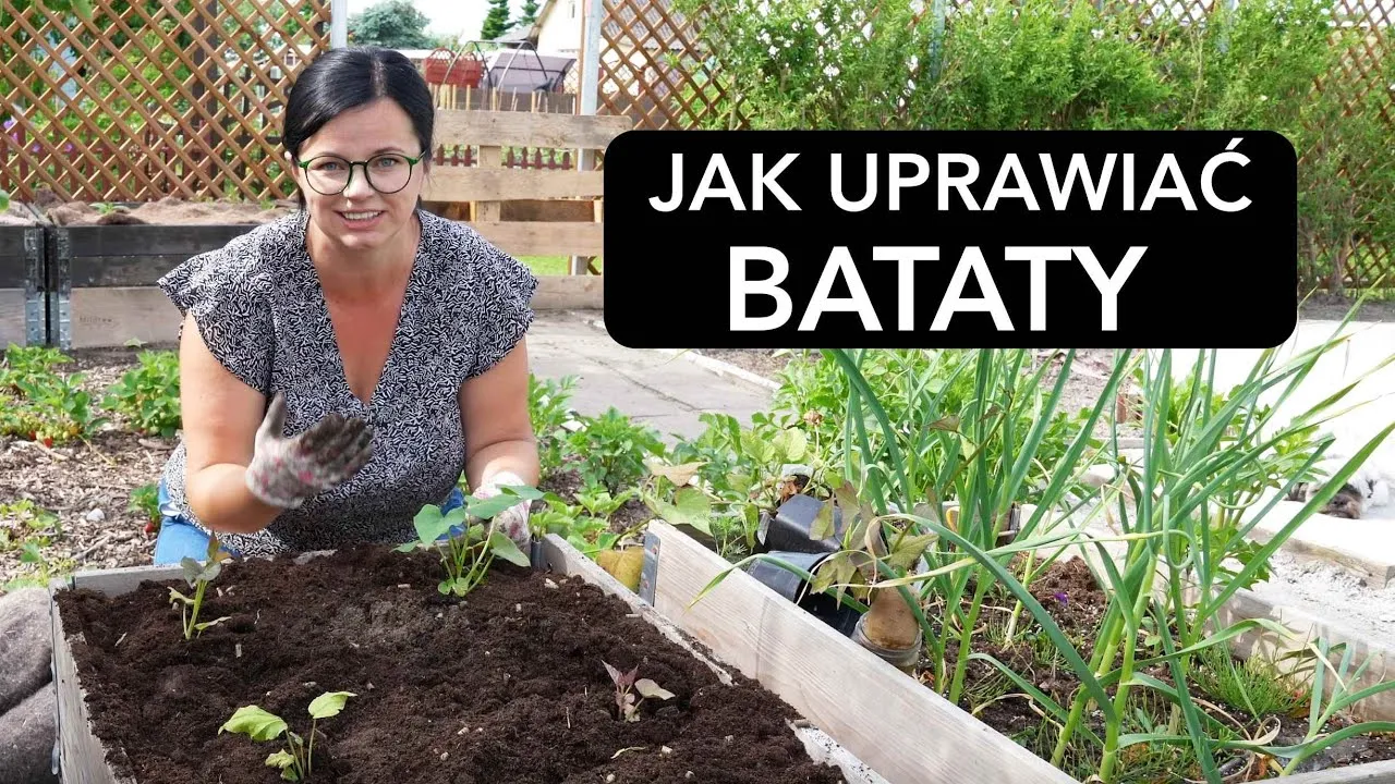 Zdjęcie Jak uprawiać bataty w Polsce: sekrety sukcesu w Twoim ogrodzie