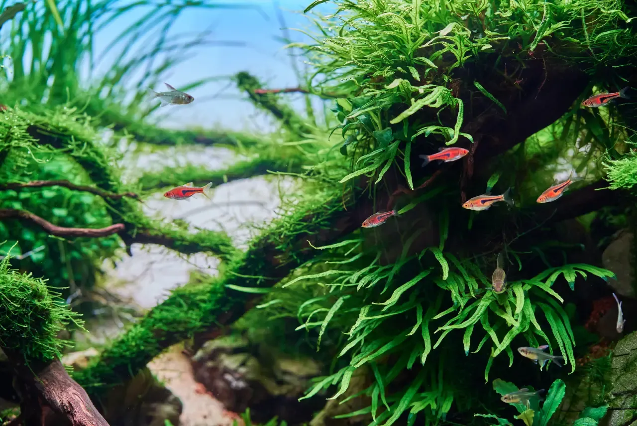 Ocet w akwarium - bezpieczne zastosowania i zagrożenia