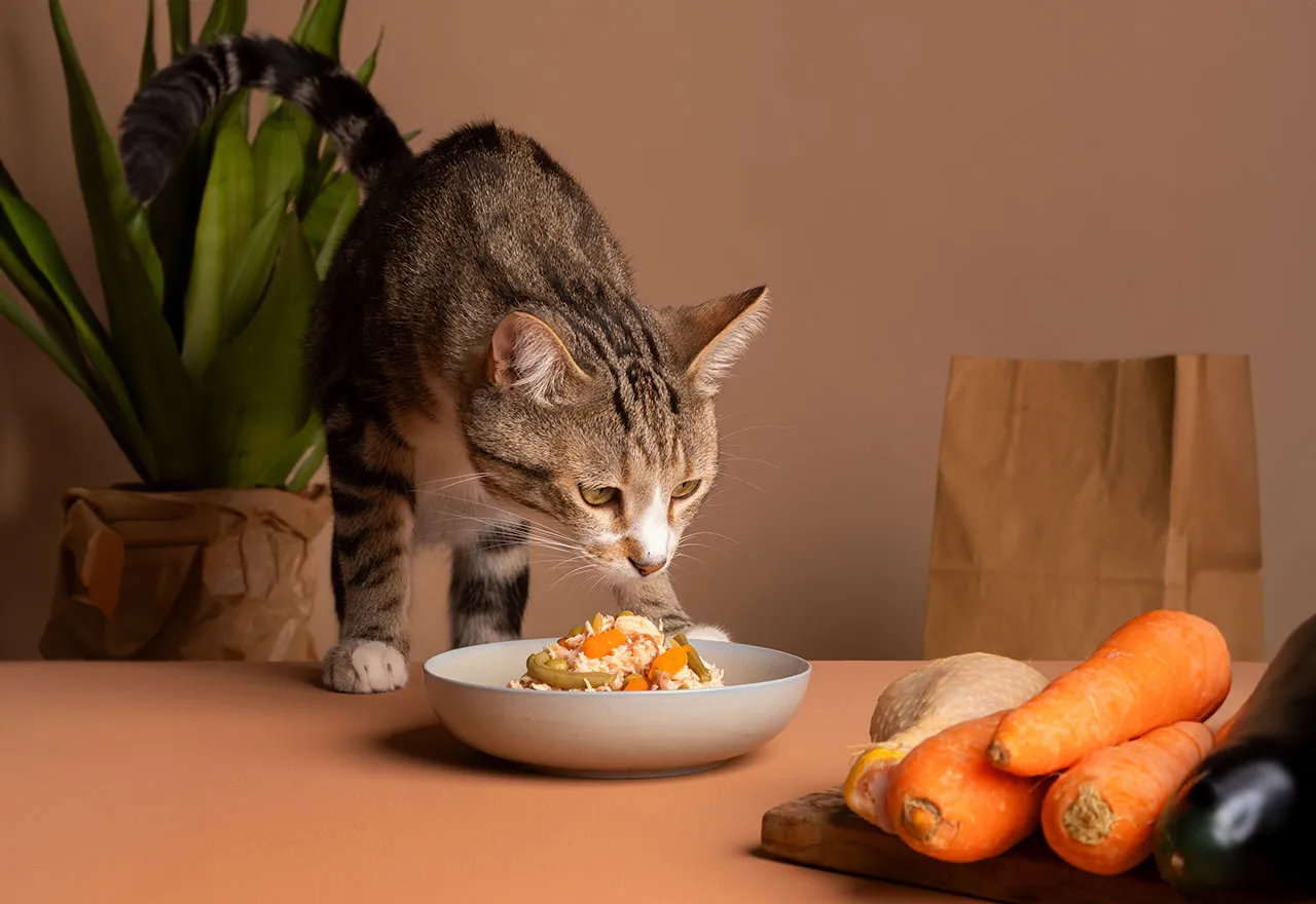 Miseczka z gotowanymi płatkami owsianymi dla kota