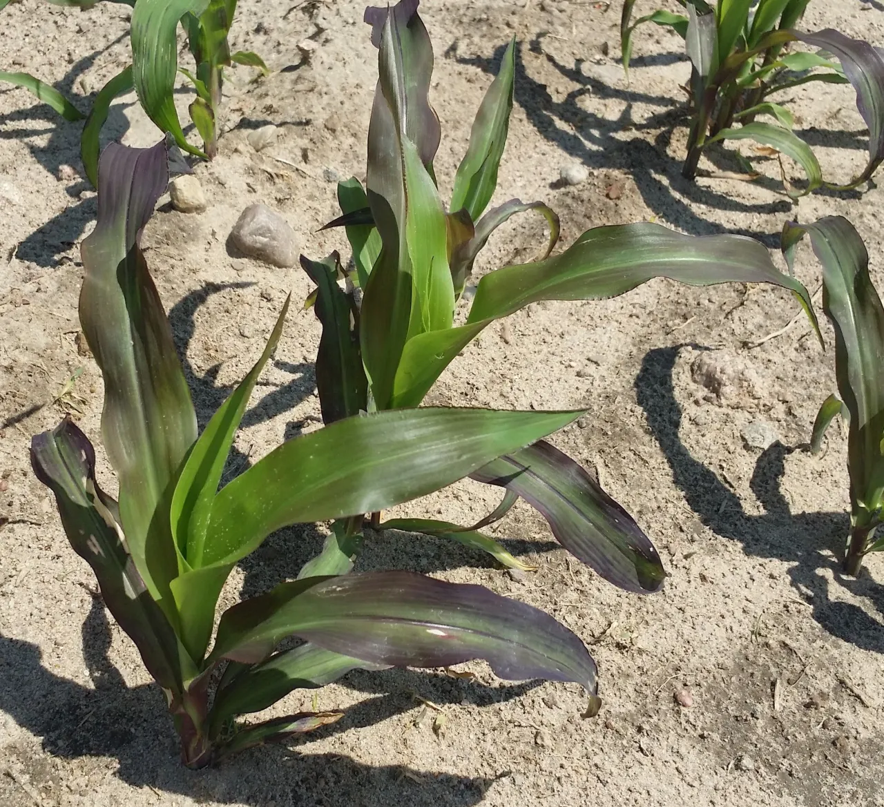 kukurydza niedob&oacute;r azotu