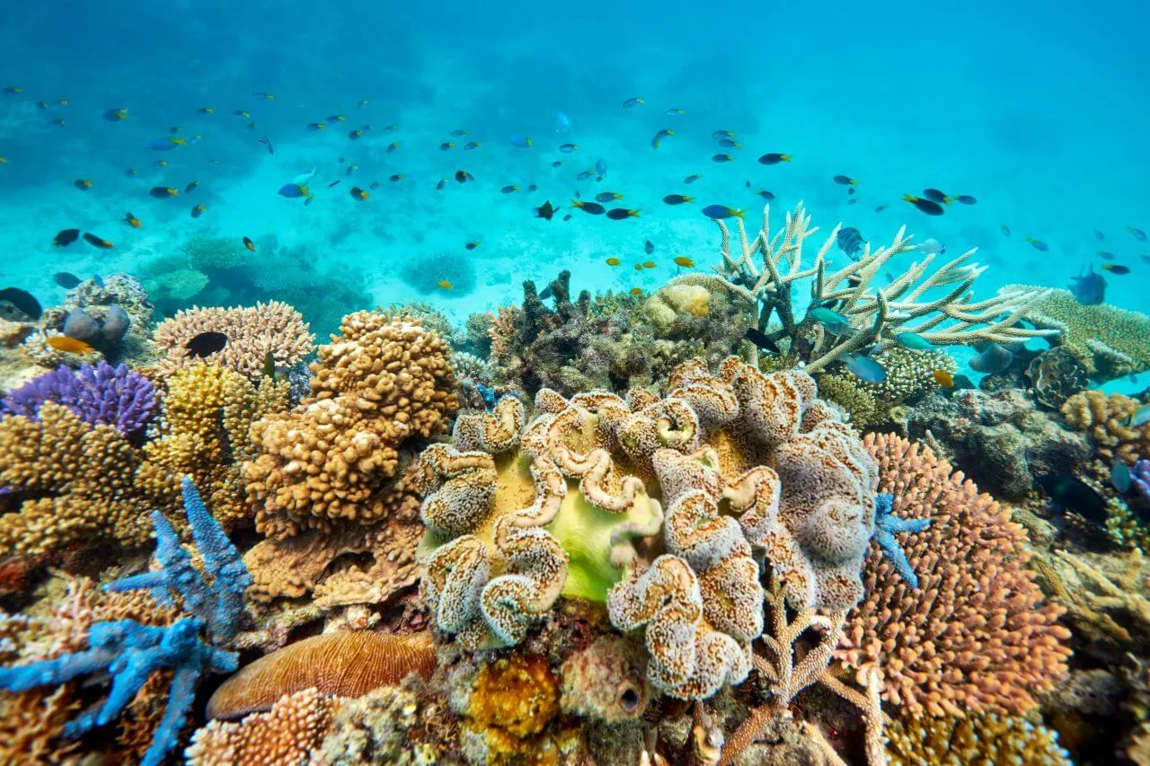 Grande Barriera Corallina Australia