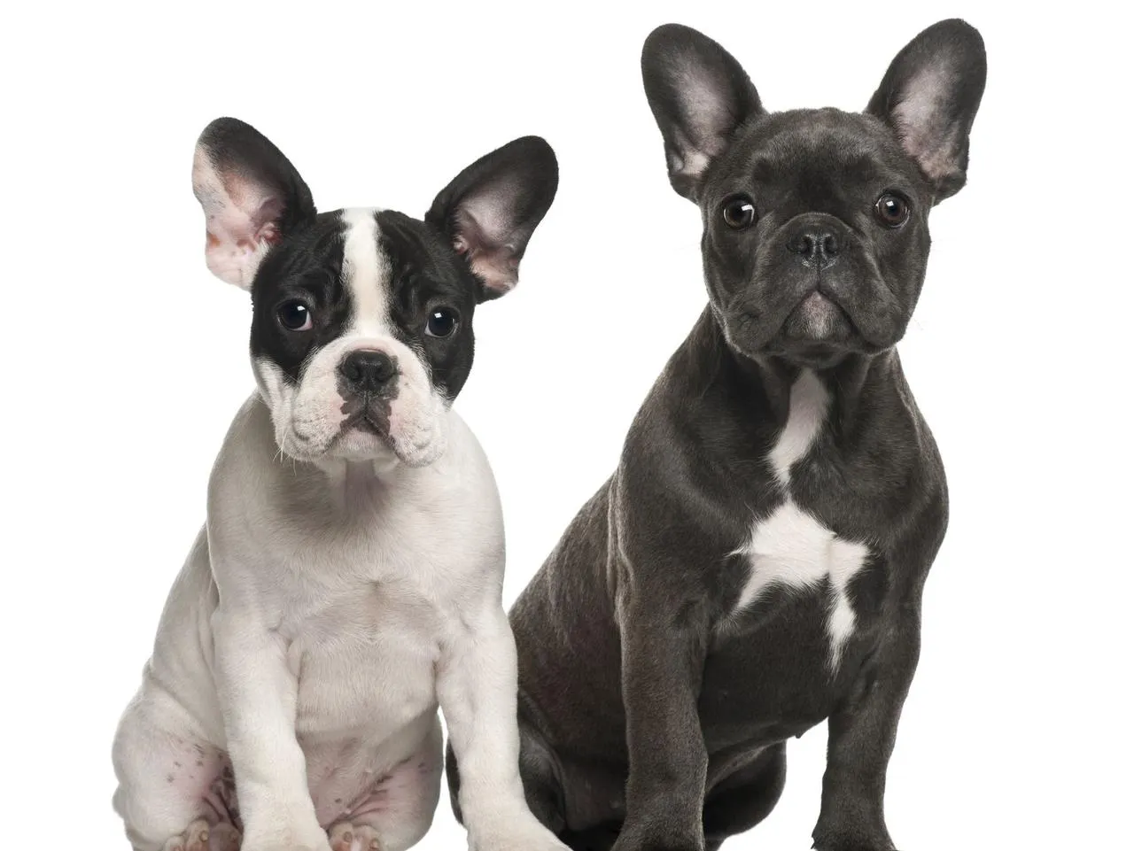 buldog francuski zdrowie