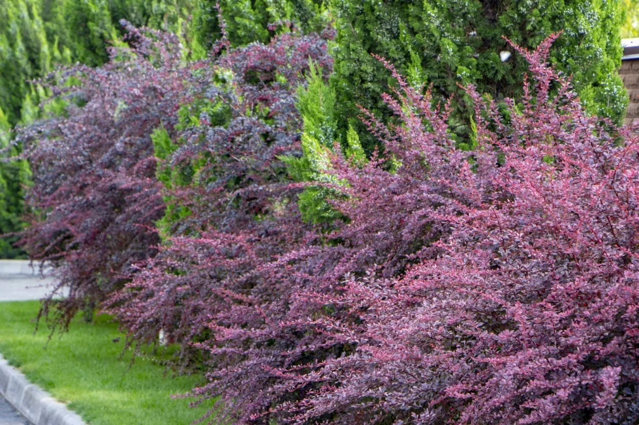 Przygotowanie gleby pod krzewy