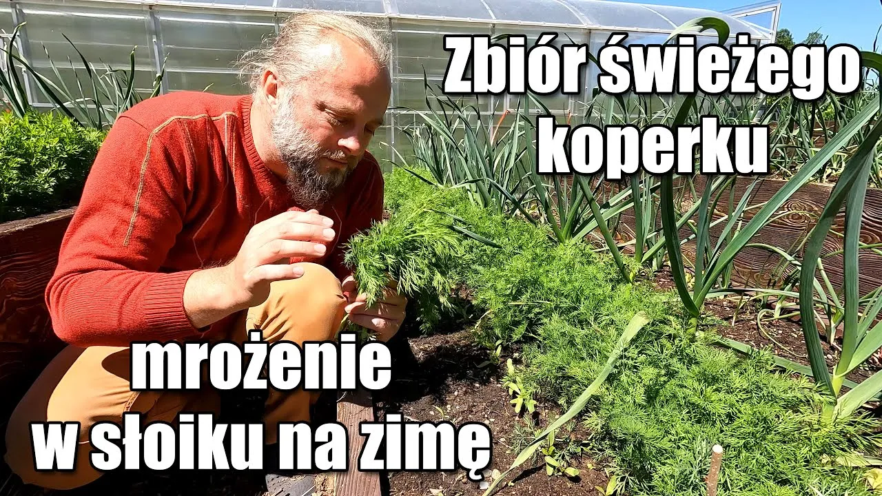 zbiór świeżego koperku