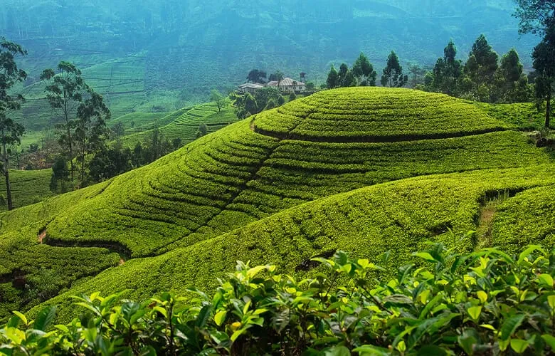 Sri Lanka plantacje herbaty