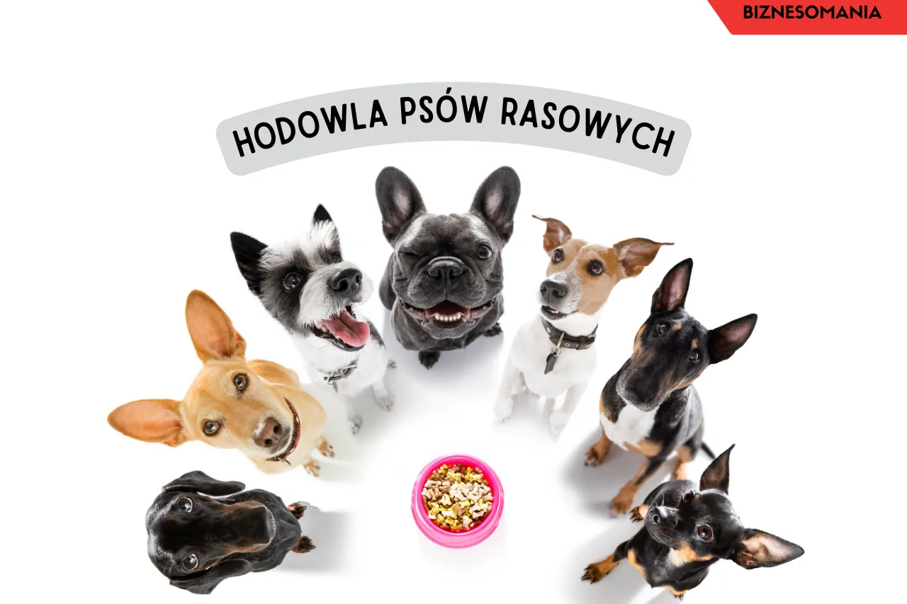 odpowiedzialna hodowla psów rasowych