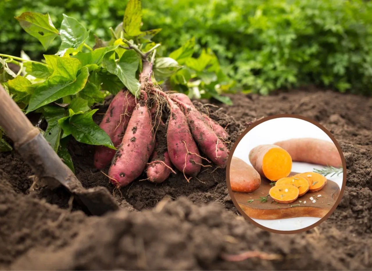 Pielęgnacja batatów w ogrodzie