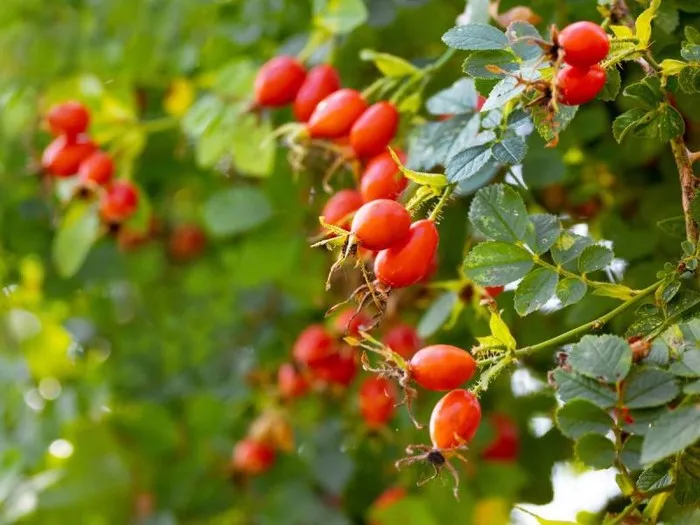 Dojrzałe owoce dzikiej r&oacute;ży