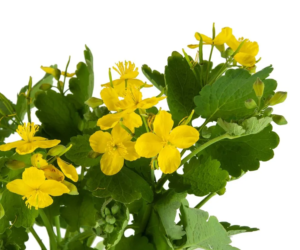 Glistnik jask&oacute;łcze ziele identyfikacja