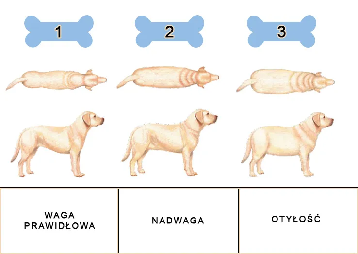 pies zdrowy i pies z nadwagą por&oacute;wnanie