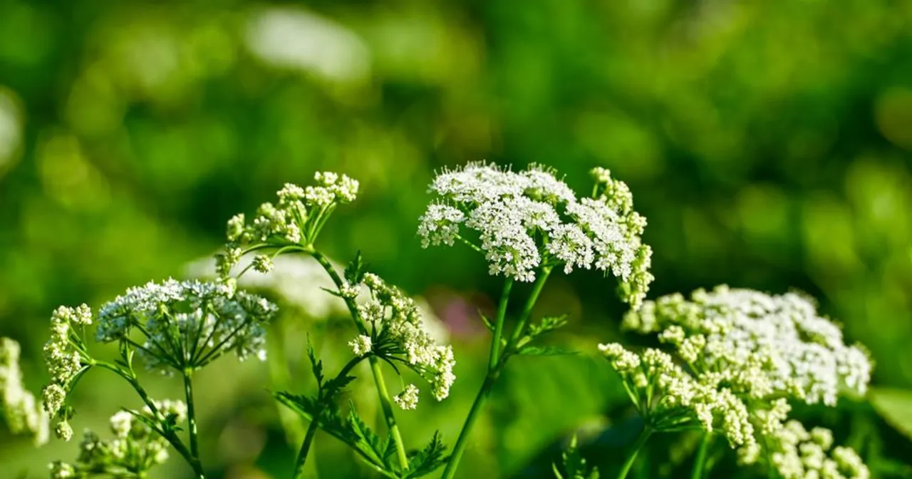 Barszcz Sosnowskiego identyfikacja